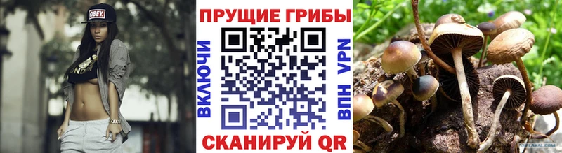 Псилоцибиновые грибы мухоморы  Торопец 